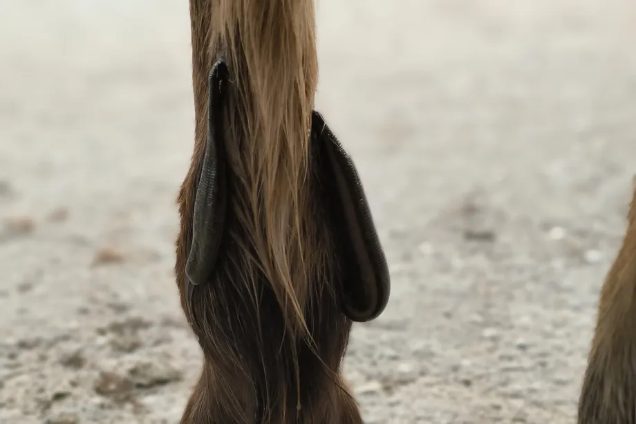 Sanguisuga applicata sulla pelle di una zampa di cavallo durante una terapia con sanguisughe.