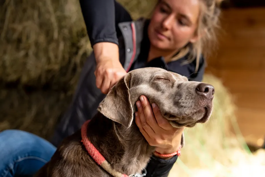 Hund mit geschlossenen Augen wird sanft am Hals von einer Person massiert.