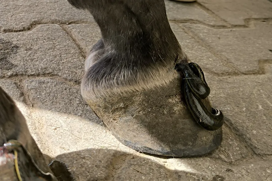 Zoccolo di cavallo con una sanguisuga per la terapia su un pavimento in pietra.