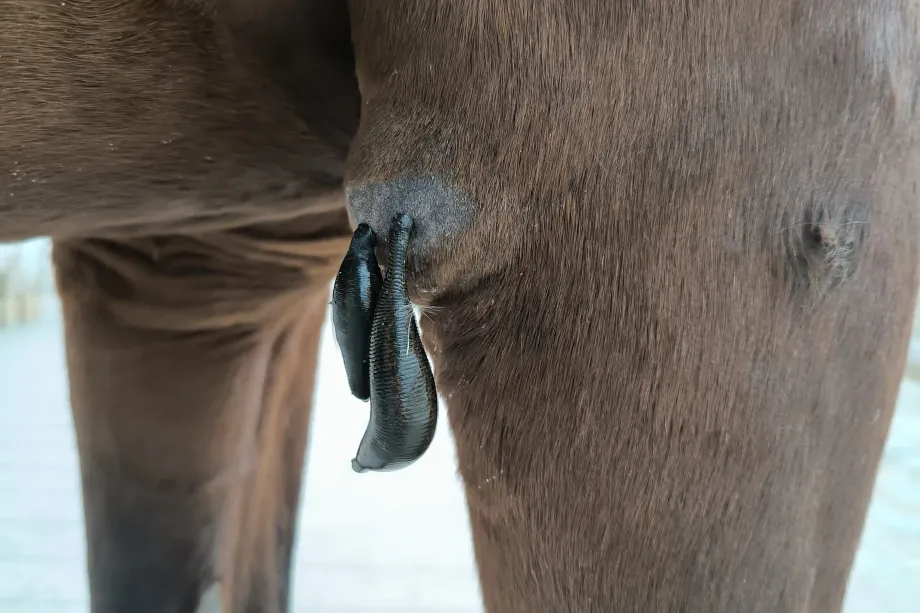 Due sanguisughe applicate sulla pelle della zampa di un cavallo marrone durante una terapia con sanguisughe.