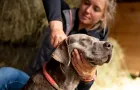 Cane con gli occhi chiusi riceve un delicato massaggio al collo da una persona.