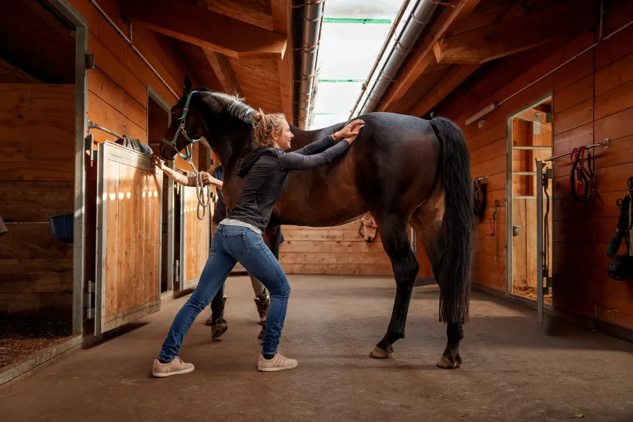 Tierärztin bei chiropraktischer Behandlung am Rücken eines braunen Pferdes in einem Holzstall