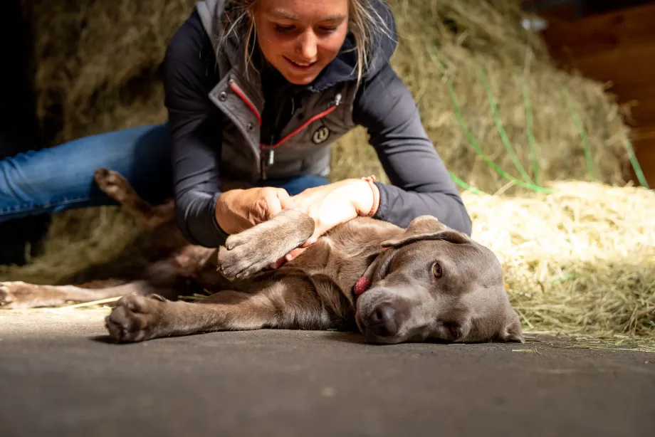 Hund liegt entspannt auf dem Boden, während eine Person seine Vorderpfote sanft behandelt