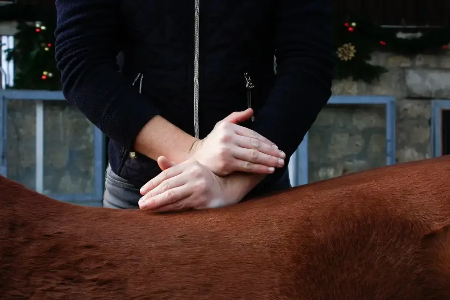 Person führt chiropraktische Behandlung am Rücken eines braunen Pferdes durch