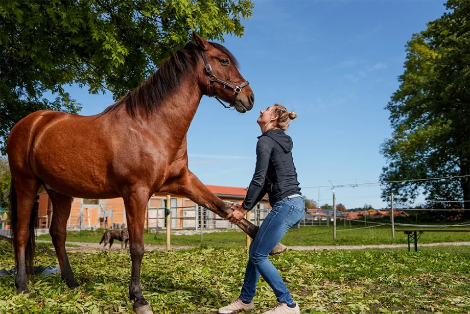 Frau hält Vorderhuf eines braunen Pferdes auf einer Wiese mit Zaun und Gebäuden im Hintergrund